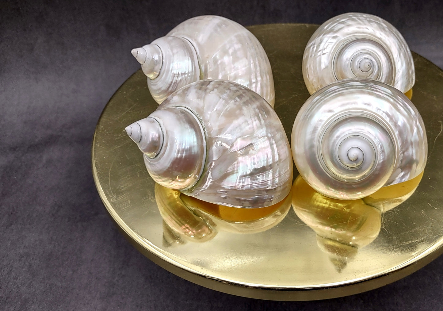 Pearlized Jade Turbo Shell Turbo Burgessi (1 shell approx. 3.5+ inches) Special shells for coastal crafting decor & collections!
