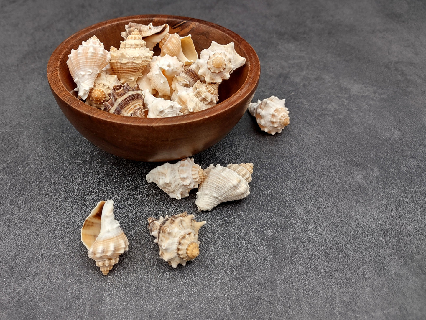 Spiny Melongena Seashells Melongena Bispinosa (10 shells approx. 1+ inches) Spiny shell great for any collection or coastal craft project!