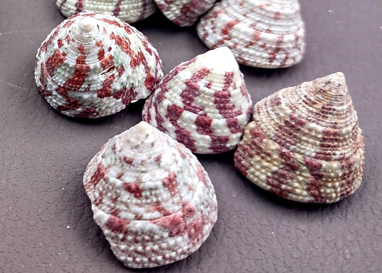 Christmas Tree Top Shells - Trochus Radiatus - (10 shells approx. .5-1 inches). Different shades of Orange and Teal shells in pile. Copyright 2024 SeaShellSupply.com.