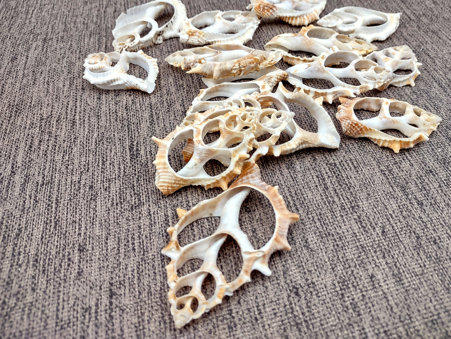 Frilled Frog Center Cut Shells - Bursa Rana - (5 shells approx. 1.5-3 inches). Multiple thin sheets of brown shaded shells laying down showing the inside cavities. Copyright 2022 SeaShellSupply.com.