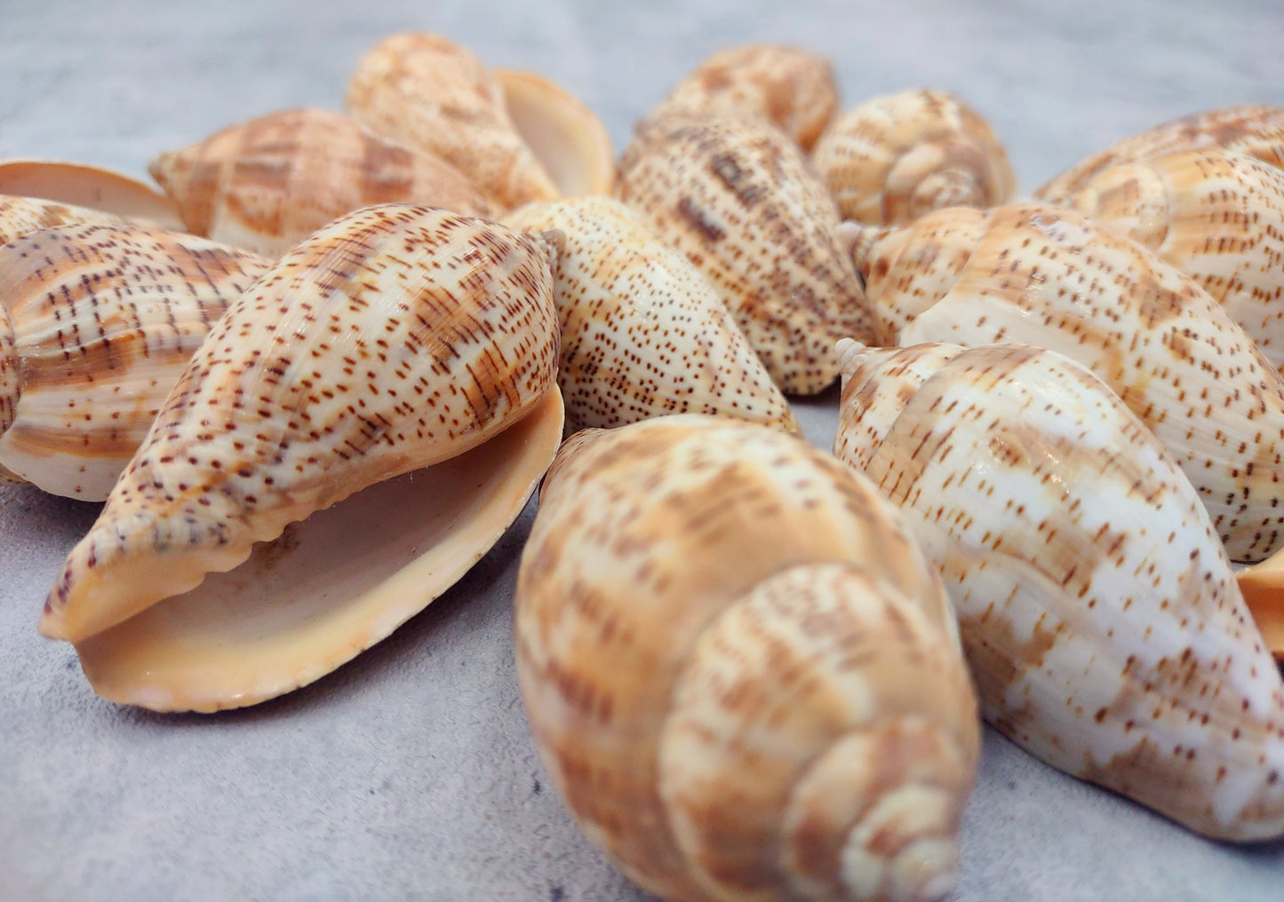 Brown Lined Volute Seashells Harpulina Lapponica (4 shells approx. 2+ inches) Neat shells for coastal crafting decor & collections!