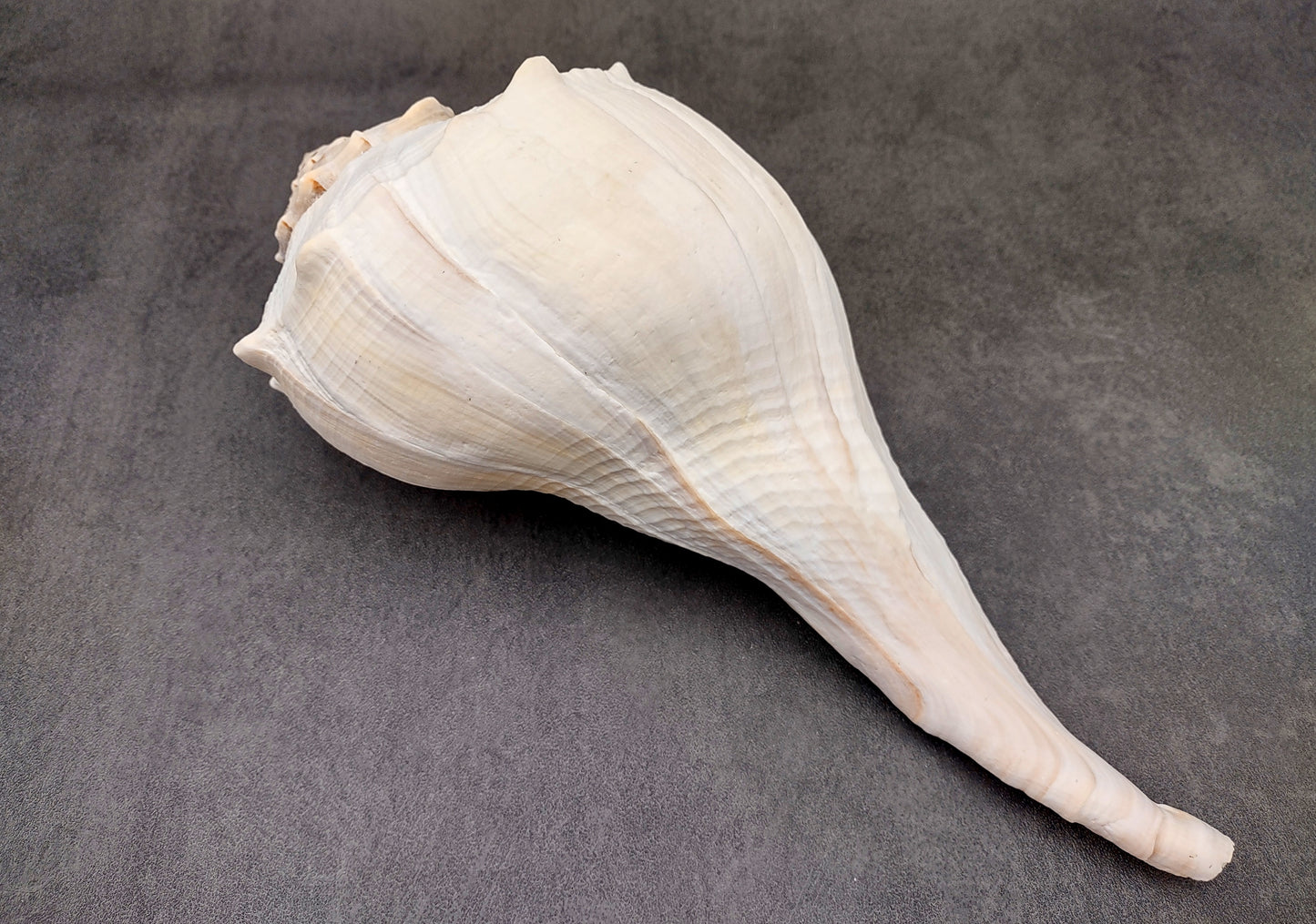 Image of large gorgeous Left Handed Streaked Knobbed Whelk. Ranging in color from creamy tan to gray and even purple. Copyright 2024 SeashellSupply.com