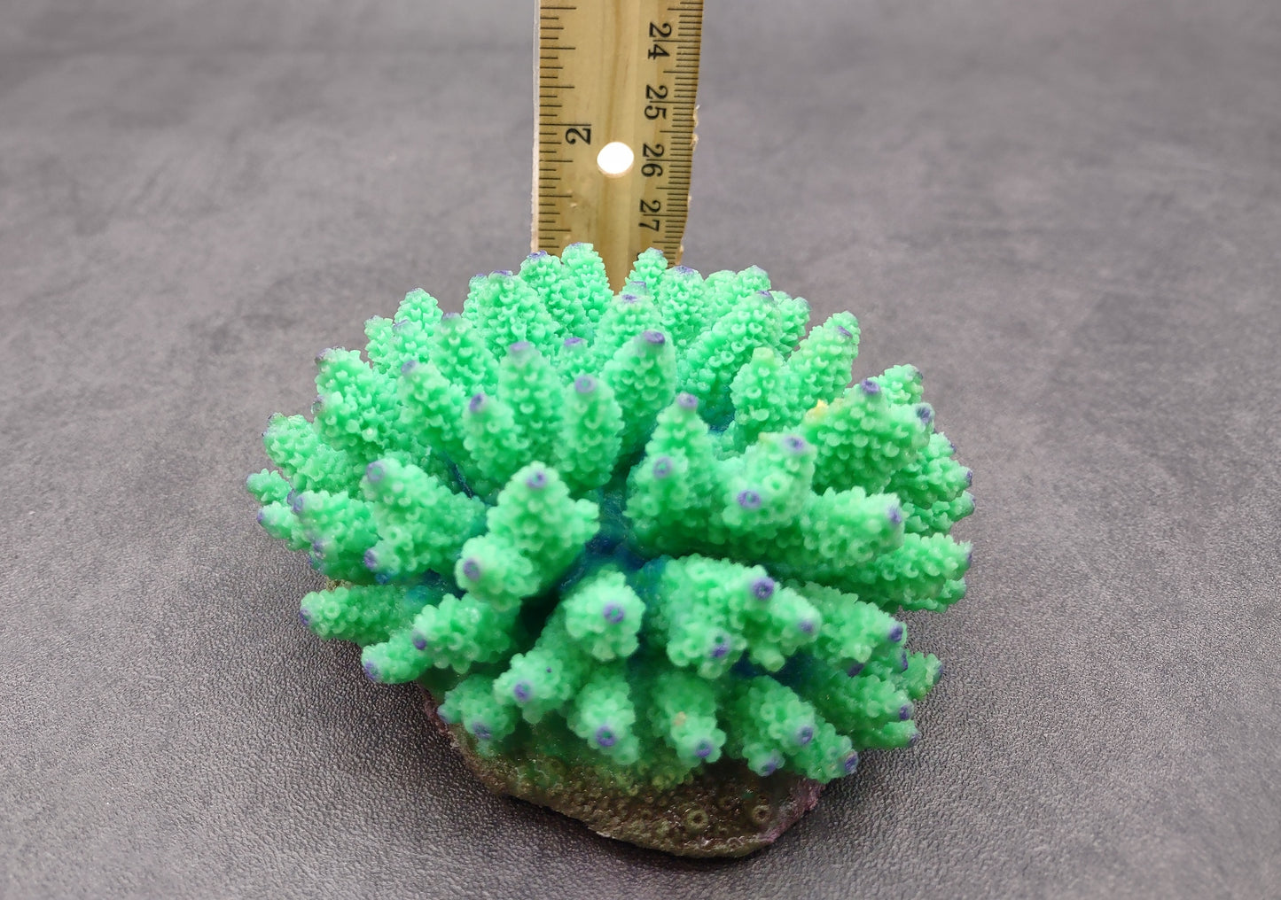 Green FAUX Finger Coral - Acropora Nasuta - (1 FAUX Coral approx. 4Wx3Tx4D inches) on light background. Copyright 2024 SeaShellSupply.com.