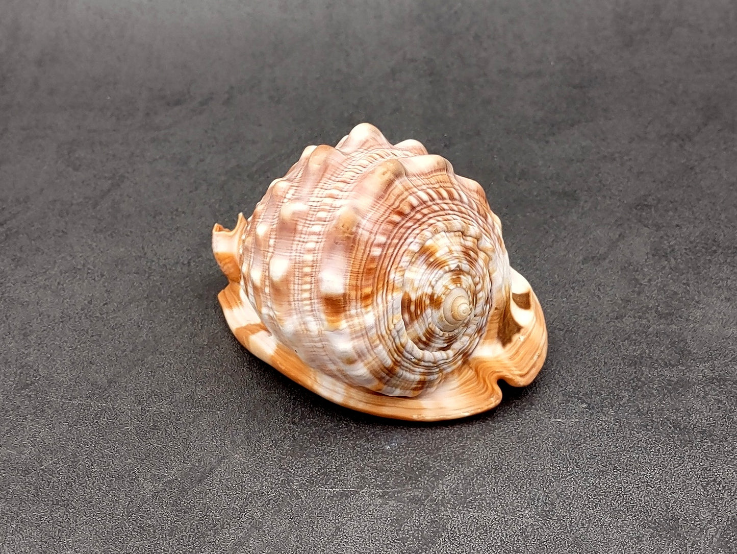 Baby Bull's Mouth Helmet Shell (3-4") - Cassis Rufa