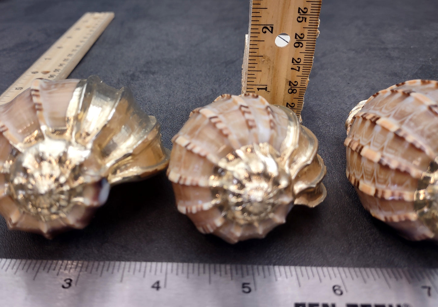 Silver-Plated Major Harp - Harpa Harpa - (1 Shell approx. 3+ inches) One silver plated harp shell. Copyright 2024 SeaShellSupply.com