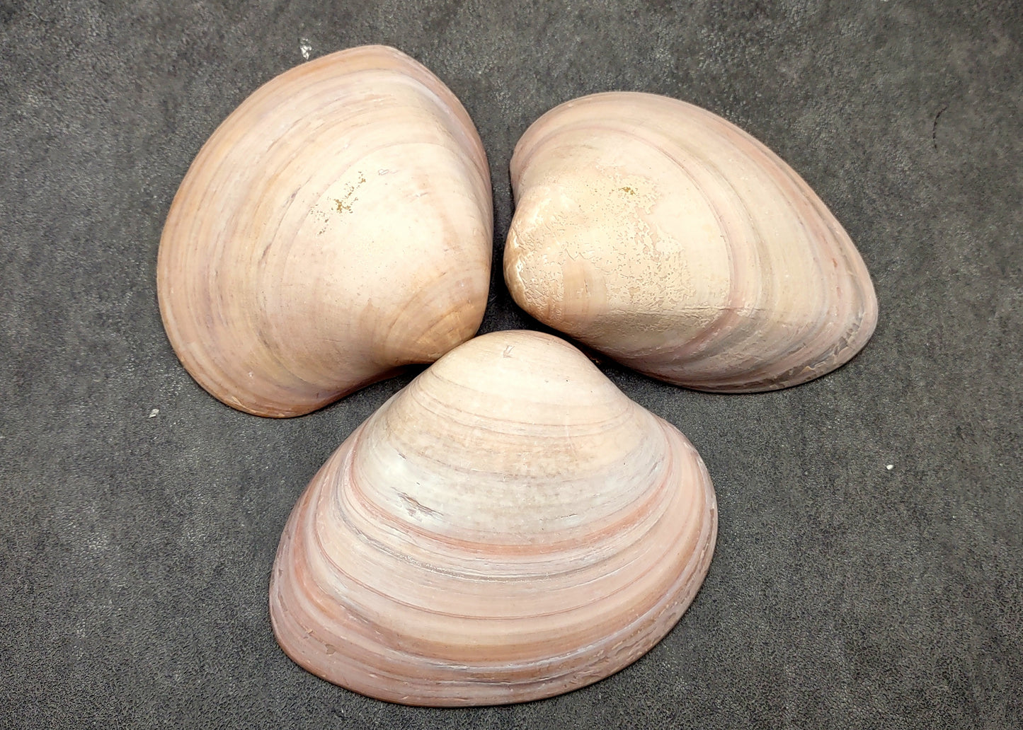Mocha Clam Seashells Megapitaria Squalida (3 shells approx. 3+ inches) Clam shell great for display collecting & coastal crafting!