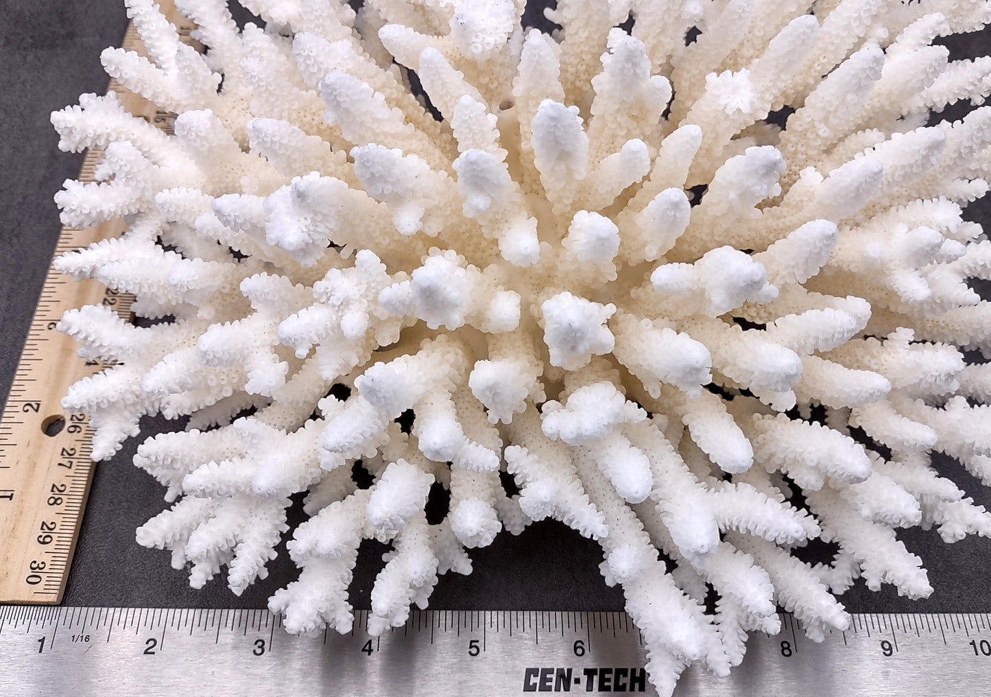 Photo of White Table Coral Large Cluster Acropora Latistella (1 coral approx. 9-11+ inches). Copyright 2024 SeashellSupply.com