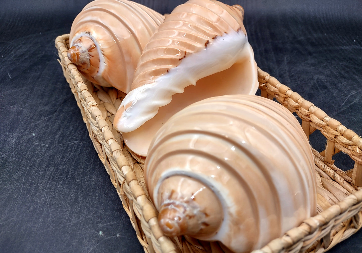 Noble Volute - Banded/Polished - Voluta Nobilis - (1 shell approx. 5.5 inches). Deeply ribbed cream colored shells. Copyright 2024 SeaShellSupply.com