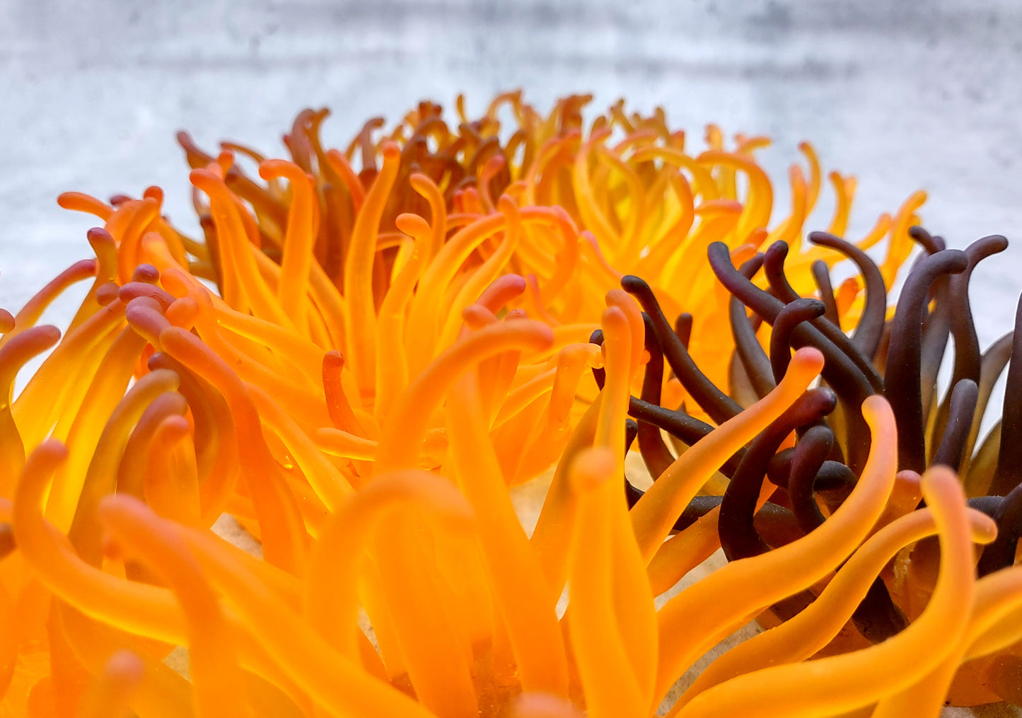 Condylactis Yellow FAUX Anemone - Condylactis Gigantea - (1 FAUX Anemone approx. 5x2.75x5 inches). Orange and yellow fake anemone with purple tipped tentacles. Copyright 2024 SeaShellSupply.com.