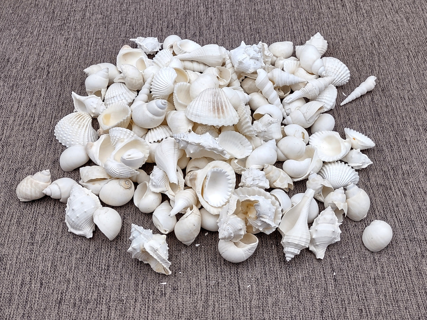 One Kilo (2.2 lbs.) White Seashell Mix