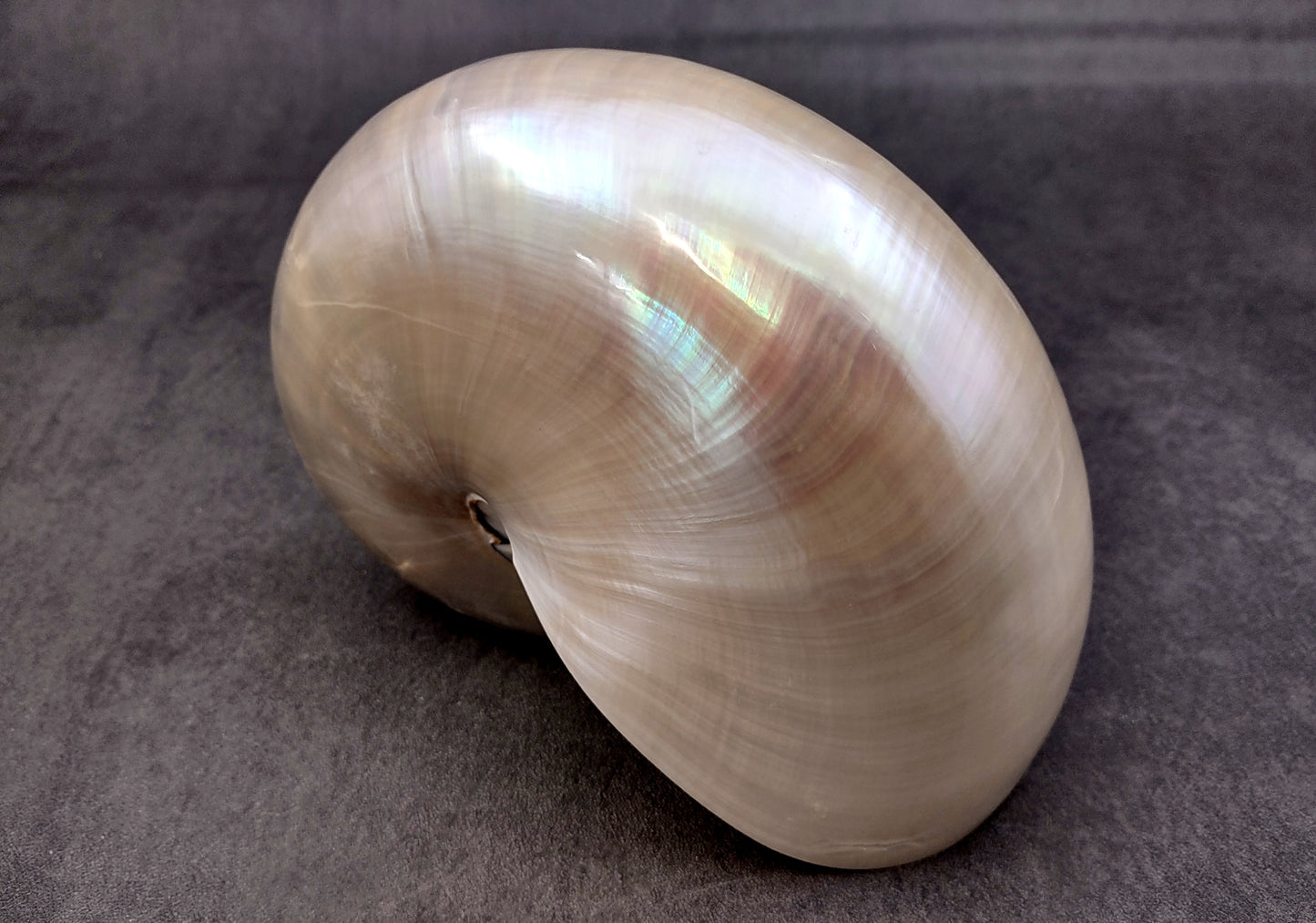 Pearl Nautilus Seashell (6-7") - Nautilus Pompilius