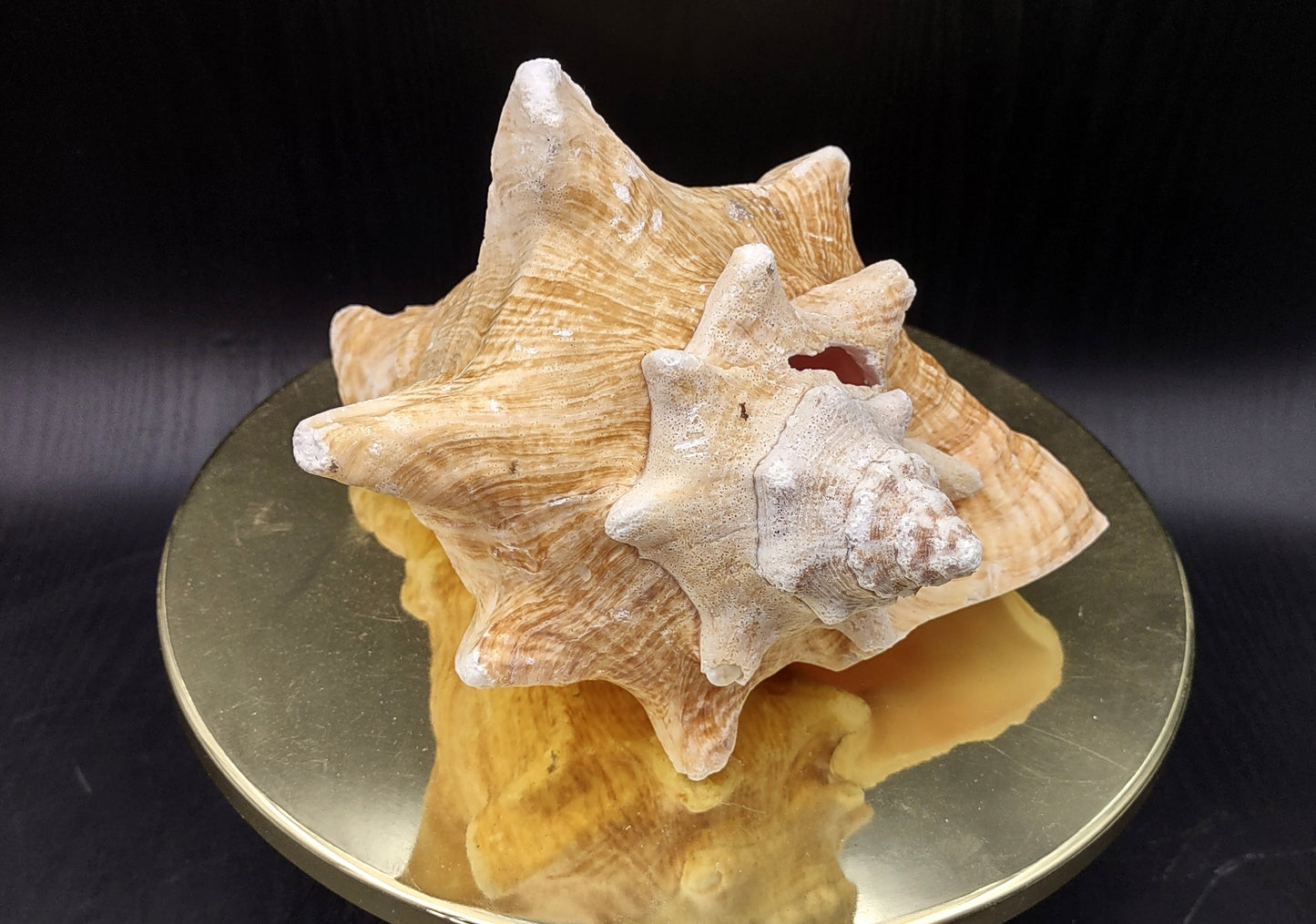 Queen/Pink Conch - Slit Back - Strobus Gigas - (1 shell approx. 8 inches). One pink and white shell. Copyright 2024 SeaShellSupply.com.