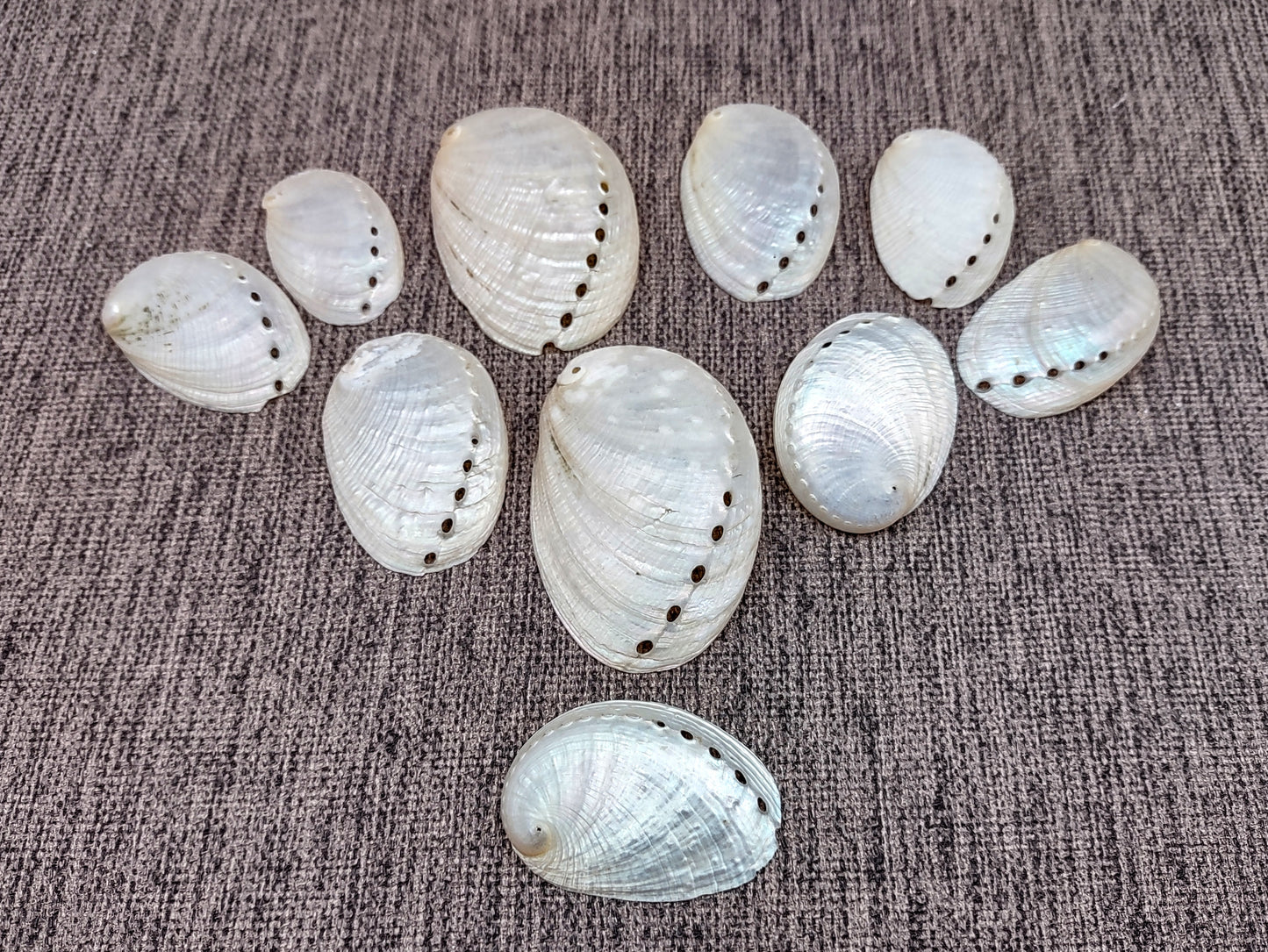 Pearlized Abalone Seashell (10 shells approx. 1-1.5 inches). multiple sand colored shells in pile. Copyright 2022 SeaShellSupply.com.