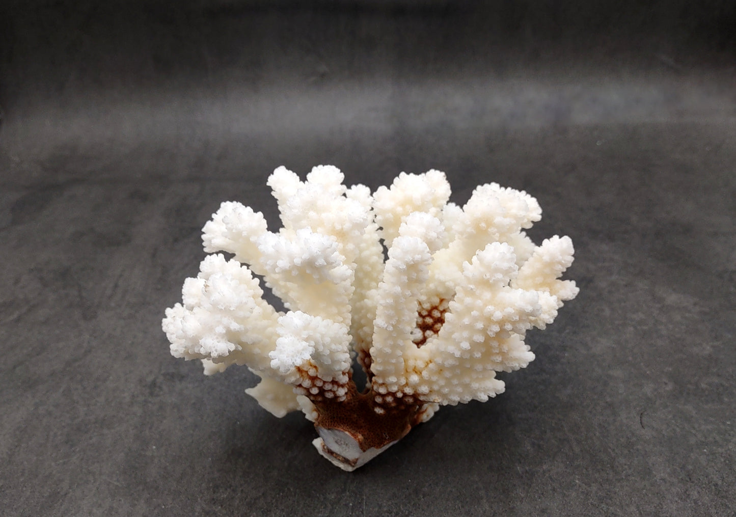 Brownstem White Coral Cluster Pocillopora Verrucosa (1 coral approx. 6.25L x 5H x 5D inches) Coral for coastal collections & display!