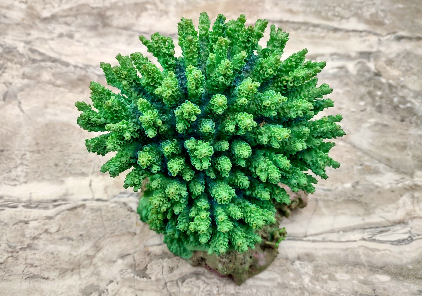 Green FAUX Table Coral - Acropora Hyacinthus - (1 FAUX Coral approx. 5Wx6Dx4T inches). Green thick fluffed coral set on rock. Copyright 2024 SeaShellSupply.co
