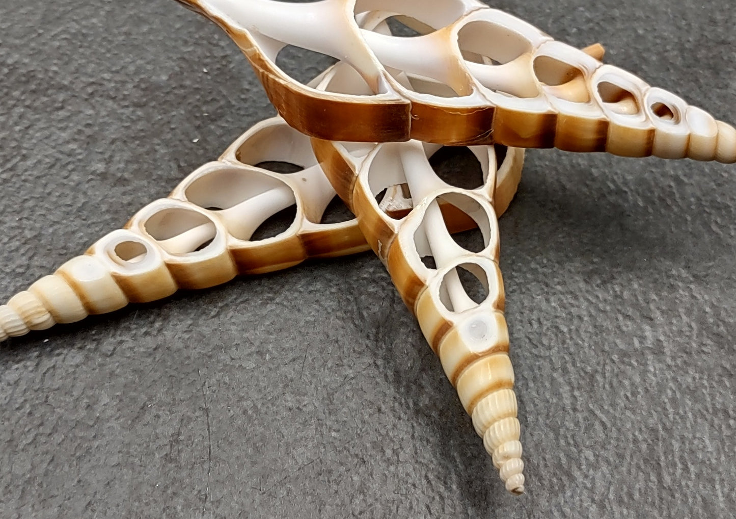 Center Cut Tibia - Tibia Insulaechorab - (3 shells approx. 3.5 -4.5 inches). Multiple thin white and brown sheets of shell showing the inside cavities and center rod. Copyright 2022 SeaShellSupply.com.
