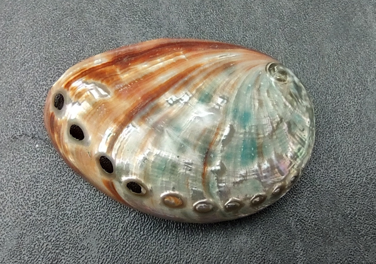 Polished Red Abalone Seashell Haliotis Rufescens (1 shell approx. 2.5+ inches) Polished shell for coastal crafting display & home decor!