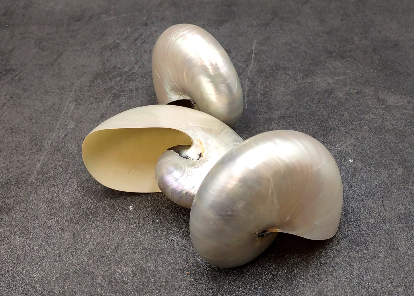 Pearlized Nautilus Seashell Polished Nautilus Pompilius (1 shell approx. 3+ inches) Pearlized Nautilus Shell for display decor & collecting!