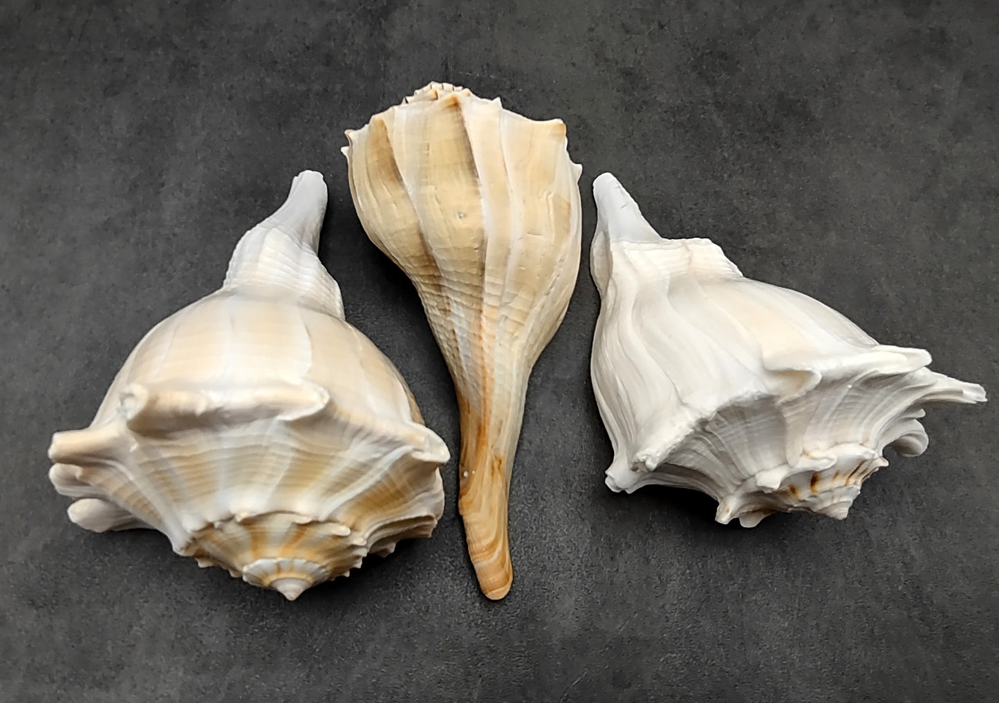 Lightning Whelk - Busycon Contrarium - (1 shell approx. 6-7 inches). One grey and white spiral shell with medium sized opening. Copyright 2022 SeaShellSupply.com.
