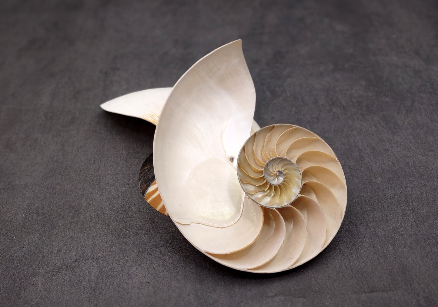 Natural Nautilus Seashell Left Cut Single Half Nautilus Pompilius (1 HALF shell approx. 7+ inches) Shells for coastal decor & collections!