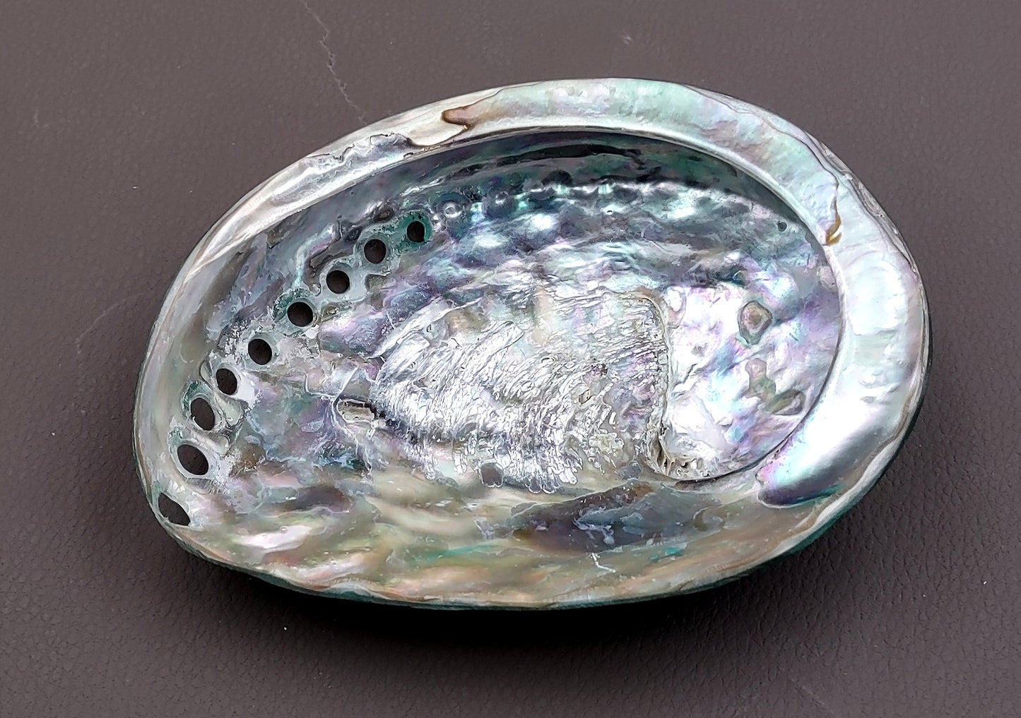 Polished Green Midas Abalone - Haliotis Midae - (1 shell approx. 5-6 inches). One pretty flat multi shaded green wide shell. Copyright 2022 SeaShellSupply.com.