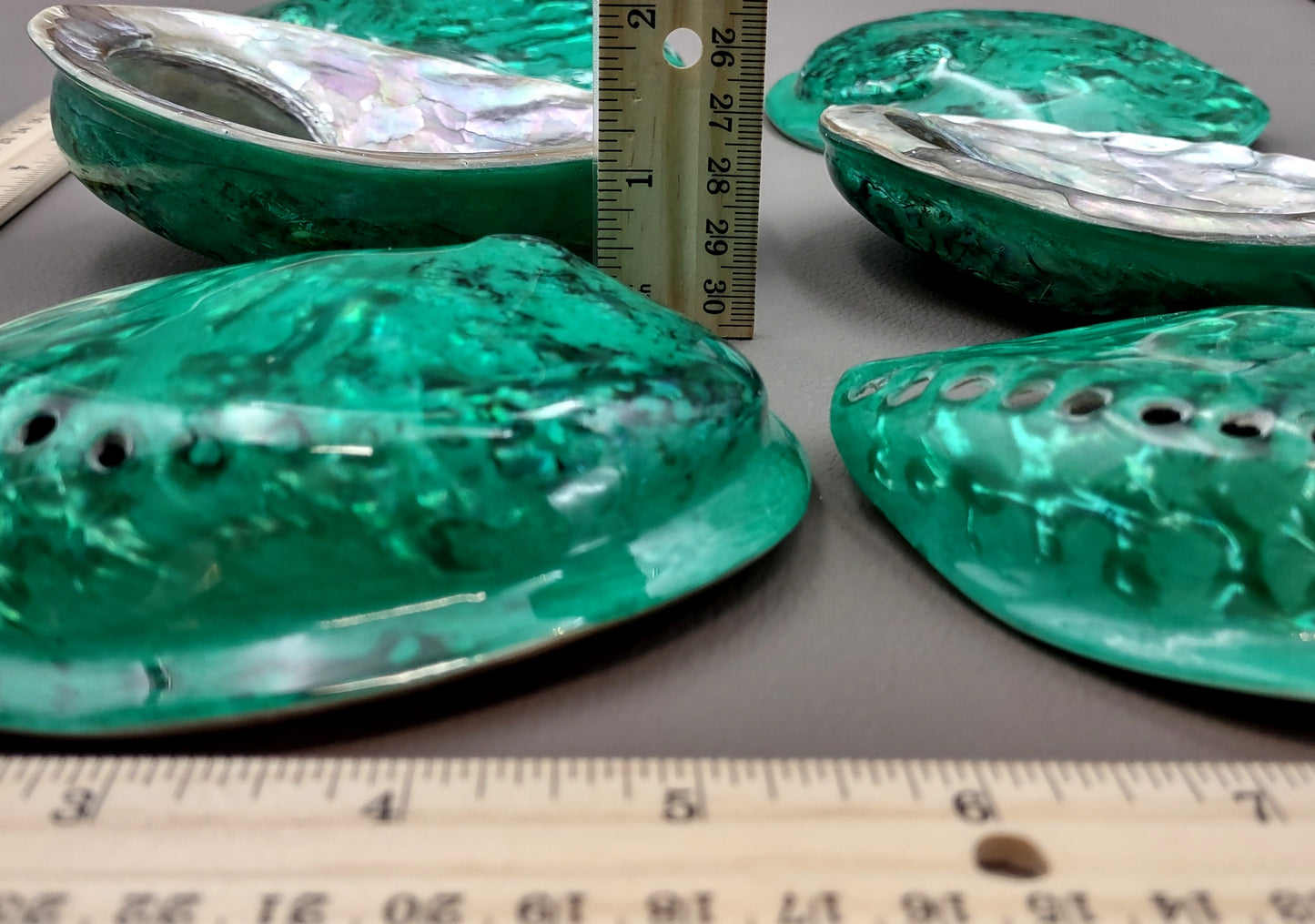 Polished Green Midas Abalone - Haliotis Midae - (1 shell approx. 5-6 inches). One pretty flat multi shaded green wide shell. Copyright 2022 SeaShellSupply.com.