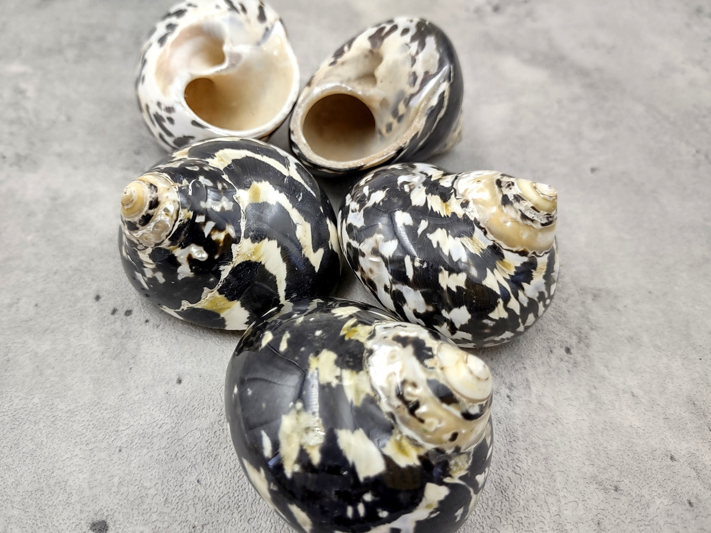 West Indian Top Polished Seashell or Magpie Striped Shell Cittarium Pica (1 shell approx. 2+ inches) Natural Sea Shell for Arts & Crafts!