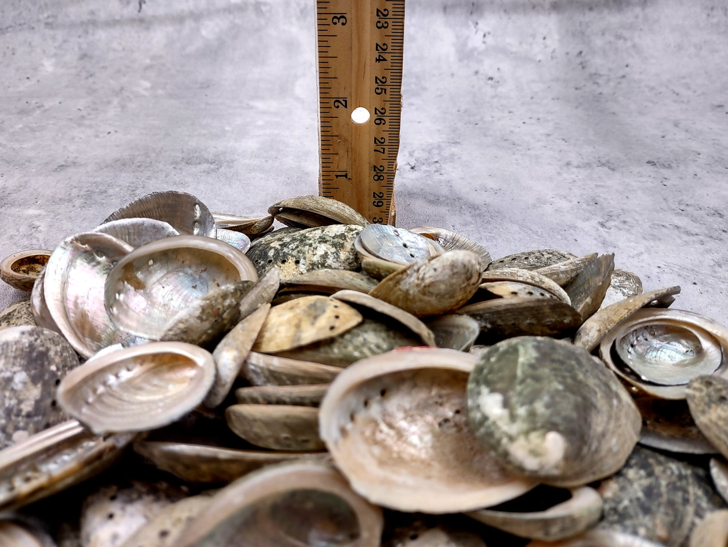 Mini Baby Abalone Green and Silver Seashells (Approx. half pound 85+ shells 1+ inch) Small shells ideal for jewelry art crafts & collecting! Grouping of brown and grey ocean-kissed abalone shells. Copy right 2024 SeaShellMart.com