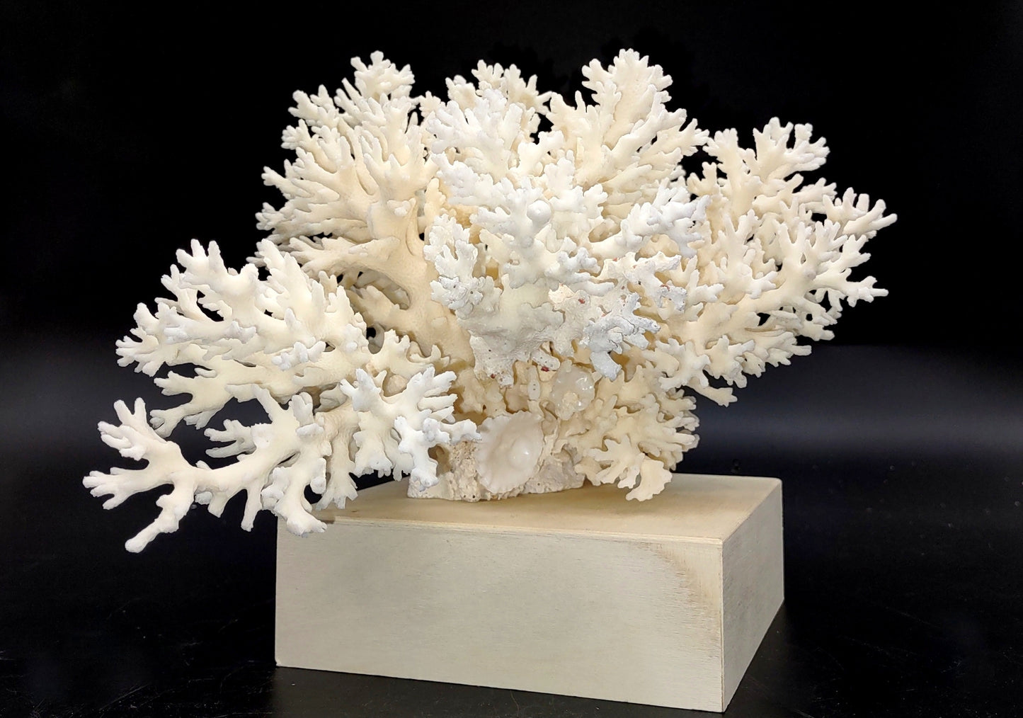 White Lace Coral Large Cluster Pocillopora Damicornis (1 coral approx. 9L x 5.5H X 8D inches) Unique Addition to Any Nautical Display!