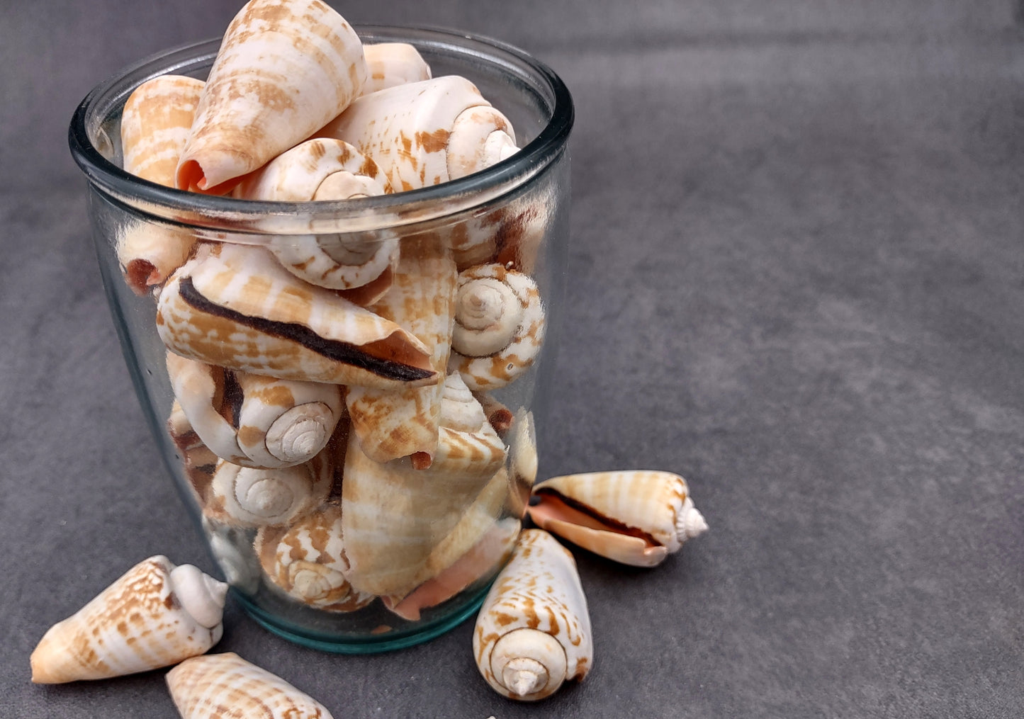 Strawberry Conch Seashells (10 pcs.) - Conomurex Luhuanus. Multiple white and tanned small shells in a pile. Copyright 2024 SeaShellSupply.com.