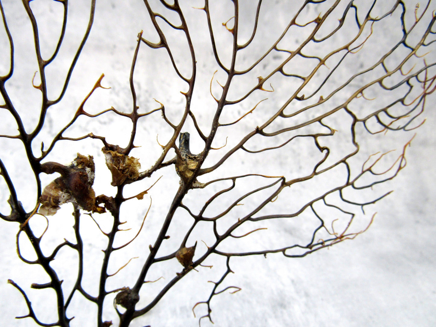 Black Sea Fan - Gorgonia Ventalina - (1 fan approx. 5-7 inches). One black sea fan with long black arms and a brown base. Copyright 2024 SeaShellSupply.com.