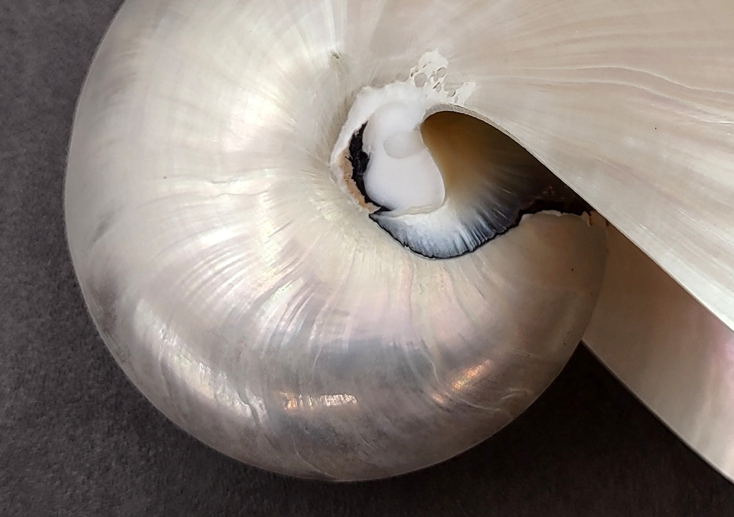 Pearlized Nautilus Seashell Polished Nautilus Pompilius (1 shell approx. 5+ inches) Great shells for coastal crafting decor & collections!