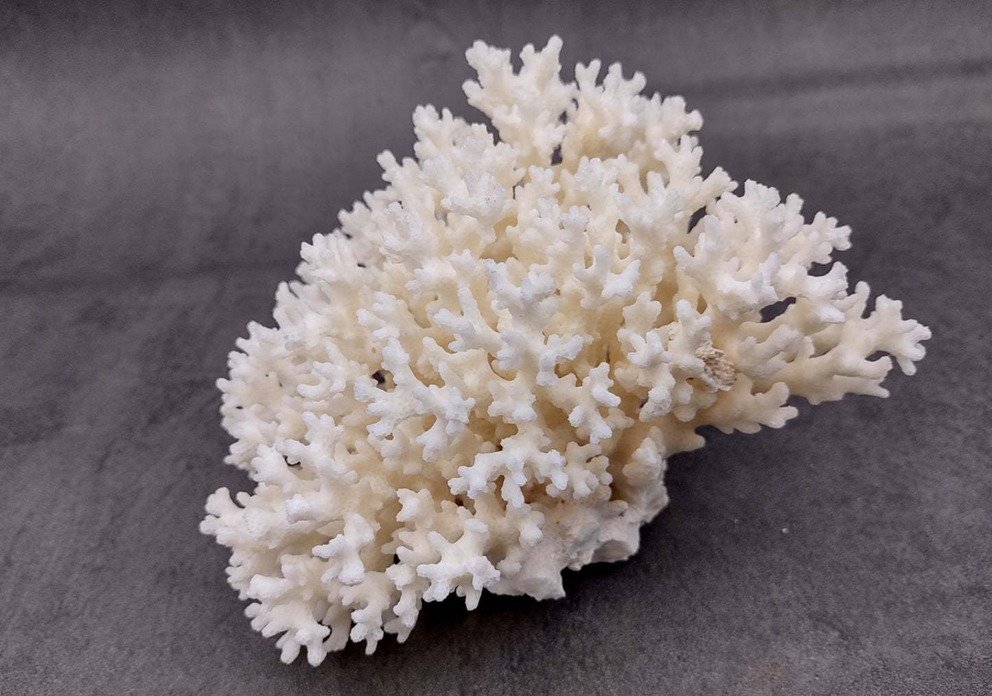 White Lace Coral Cluster (1 coral approx. 5-6+ inches) Great delicate coral to add to any fun display or coastal crafts!