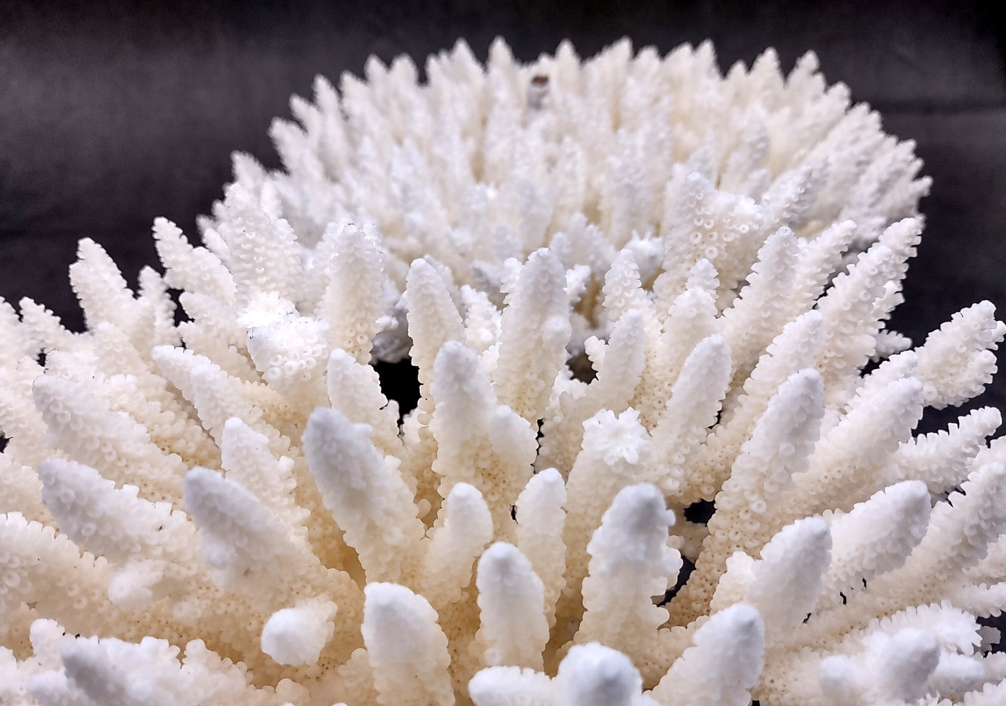Photo of White Table Coral Large Cluster Acropora Latistella (1 coral approx. 9-11+ inches). Copyright 2024 SeashellSupply.com