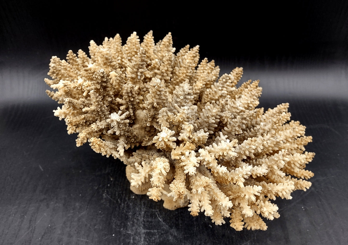 Image of Off White Natural Table Coral Large Cluster Acropora Latistella (1 coral approx. 12L x 7H x 9D inches) Copyright 2024 SeashellSupply.com