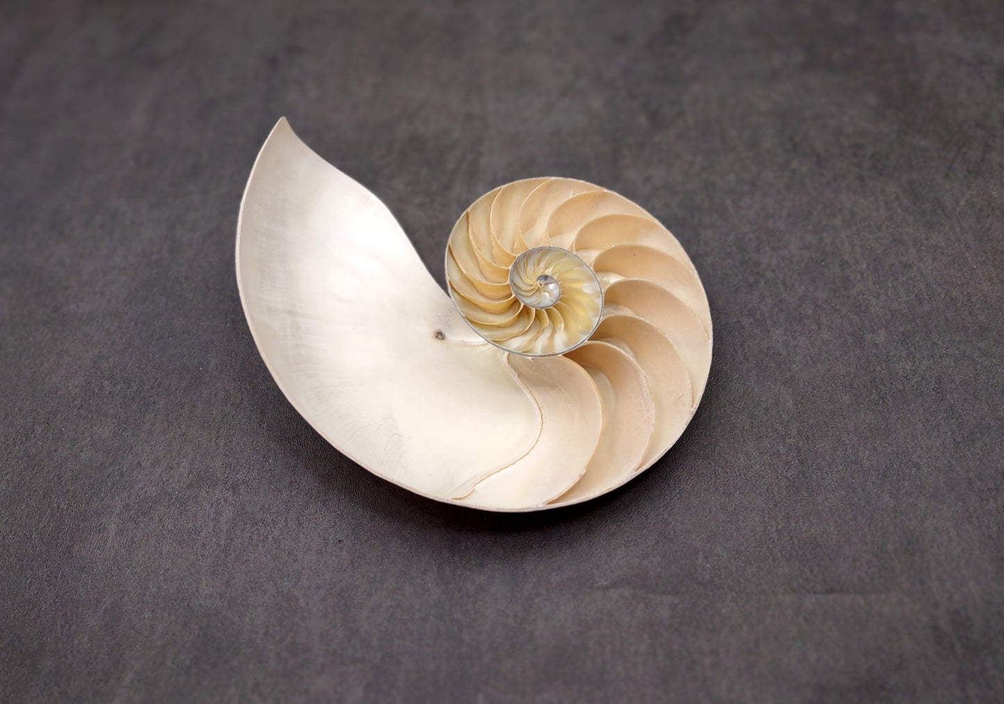Natural Nautilus Seashell Left Cut Single Half Nautilus Pompilius (1 HALF shell approx. 7+ inches) Shells for coastal decor & collections!