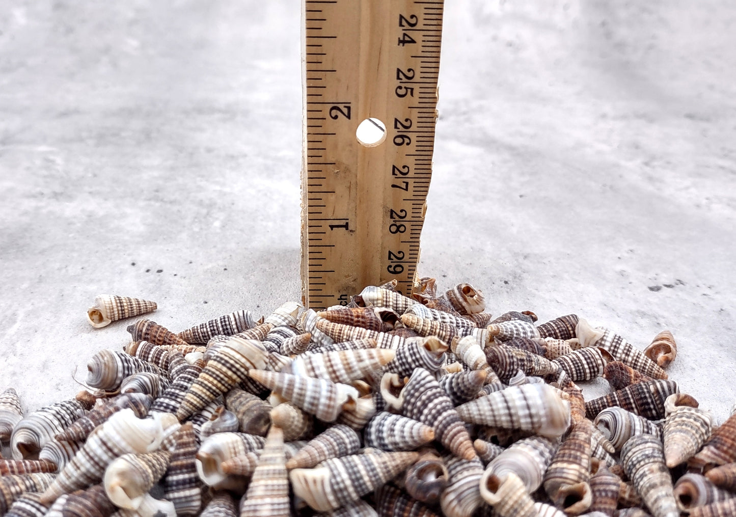 Cerithium Molniferus Seashells (approx. 190-200 pcs.). Multiple striped cone shaped shells in pile. Copyright 2024 SeaShellSupply.com.