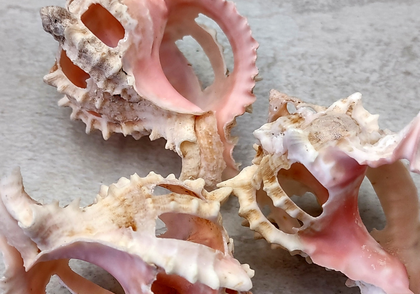 Multi Cut Pink Murex - Murex Erythrostomus - (3 Shells approx. 2.5-3 inches). Three white spiked shells with a lighter pink inside and wide spiral. Copyright 2022 SeaShellSupply.com.