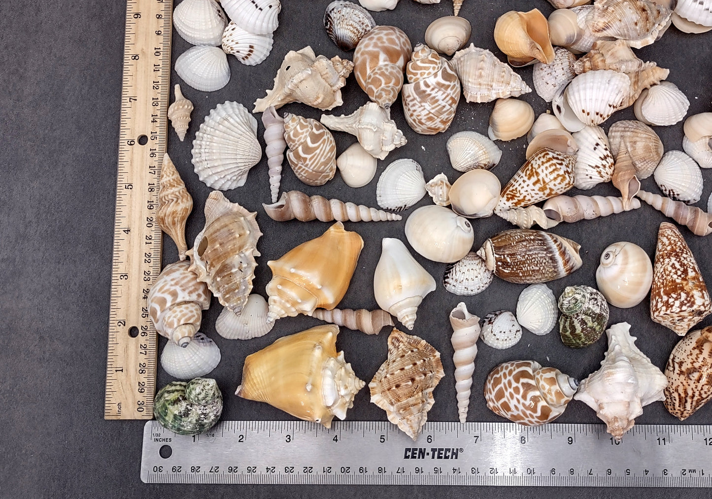 Indian Ocean Seashell Mix (approx. 1 kilogram 160+ shells 0.5-2+ inches) Great shells for coastal crafting and collections!