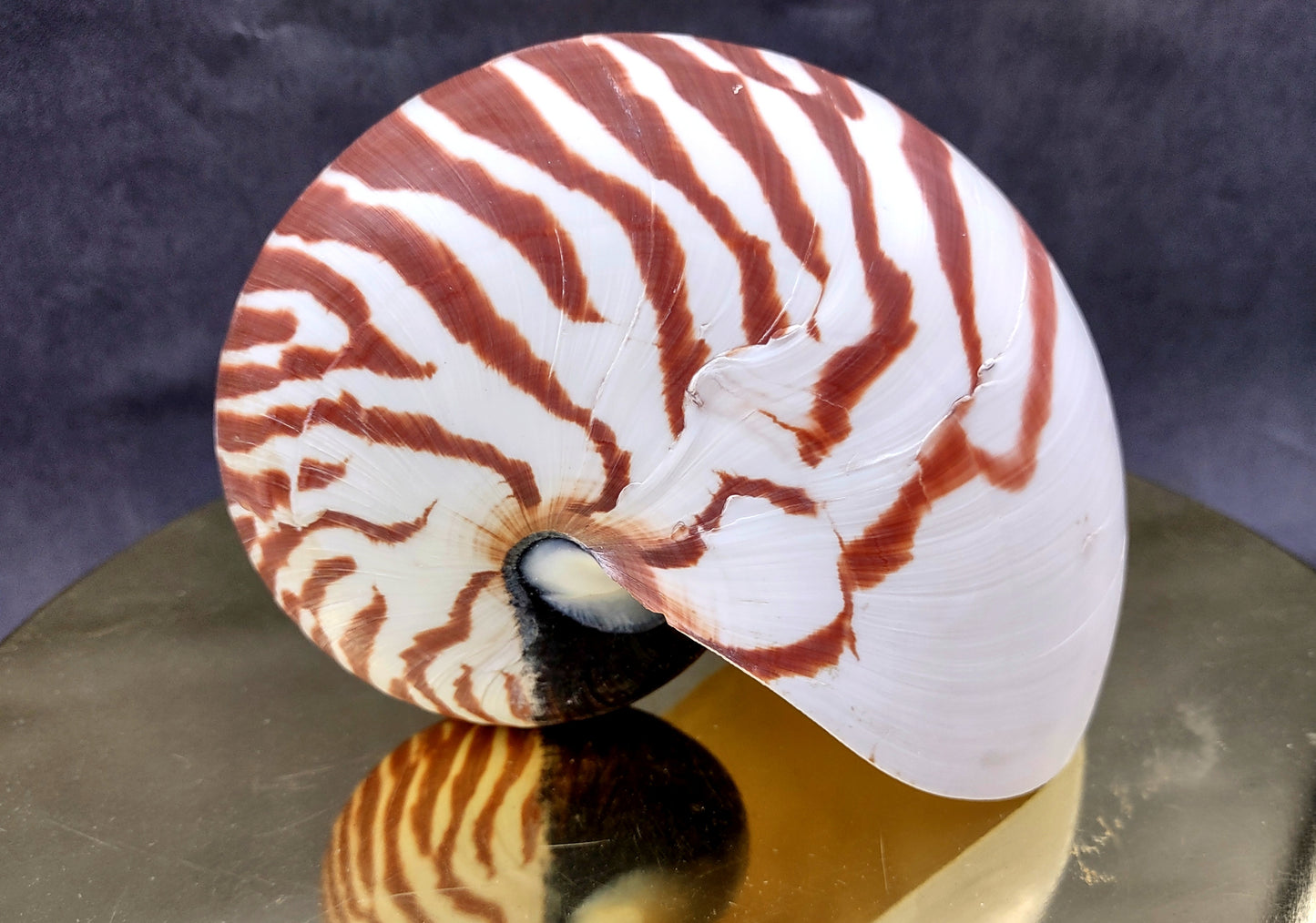 Natural Nautilus Seashell (5-6") - Nautilus Pompilius