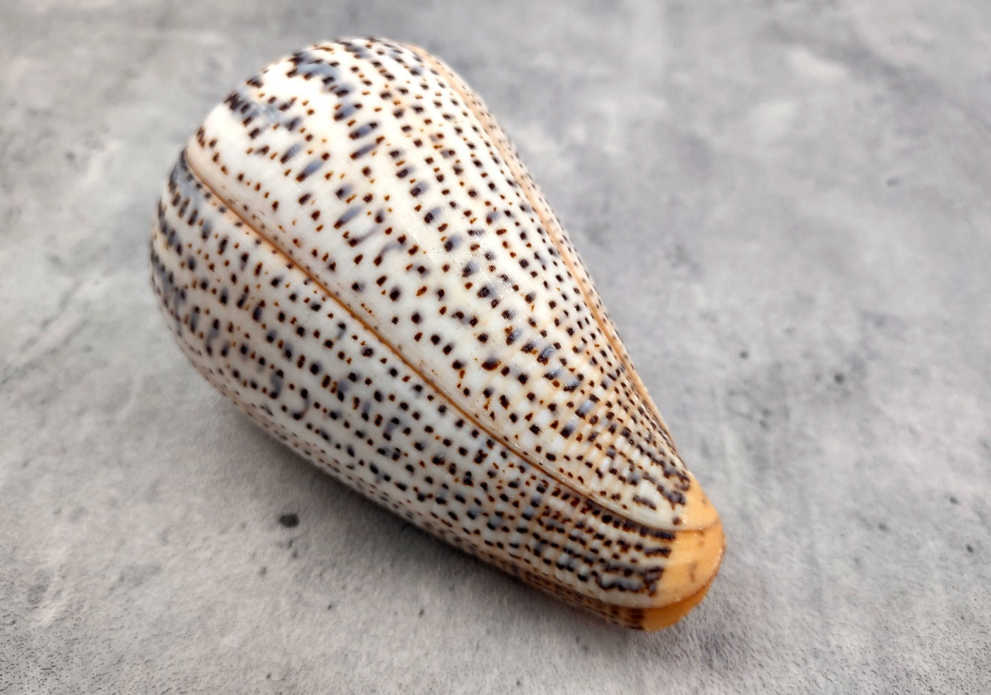 Suratan Cone Seashell (3 inch) - Conus Suratensis. Mainly white shells with black spots, one sitting to show the design and one to show the opening. Copyright 2024 SeaShellSupply.com.