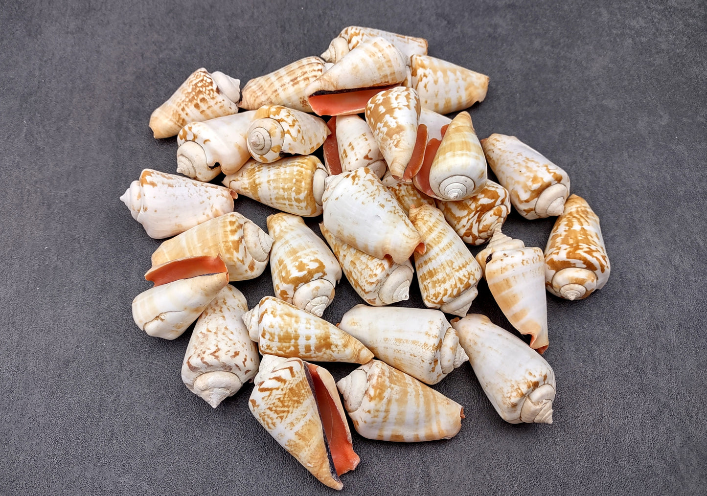 Strawberry Conch Seashells (10 pcs.) - Conomurex Luhuanus. Multiple white and tanned small shells in a pile. Copyright 2024 SeaShellSupply.com.