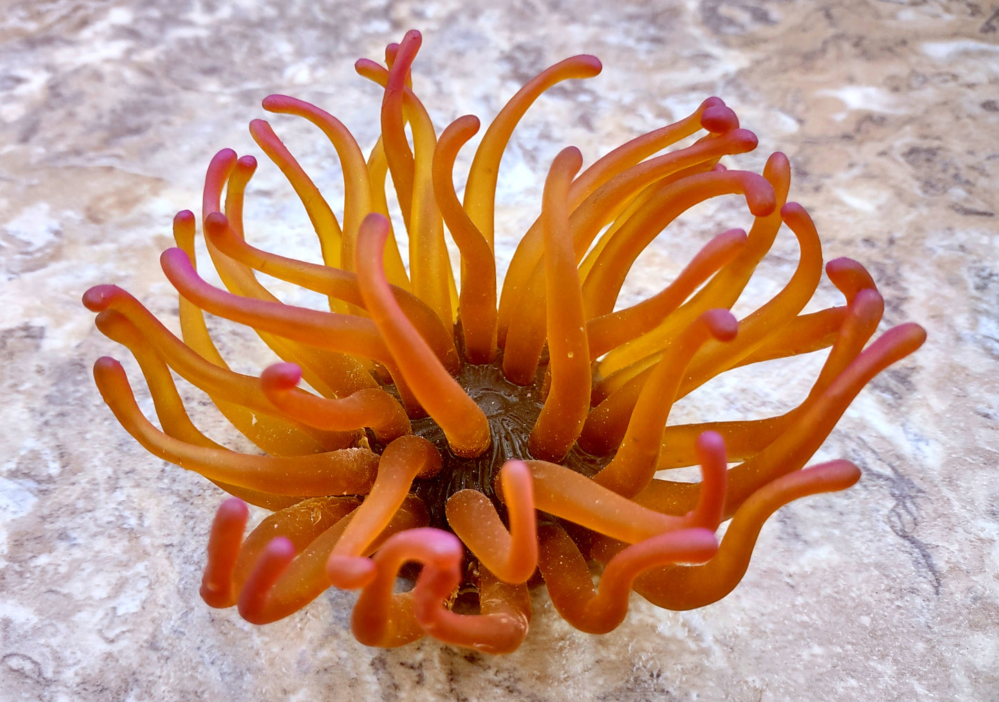 A photo of a single Green FAUX Anemone Condylactis Gigantea. Copyright 2024 SeashellSupply.com