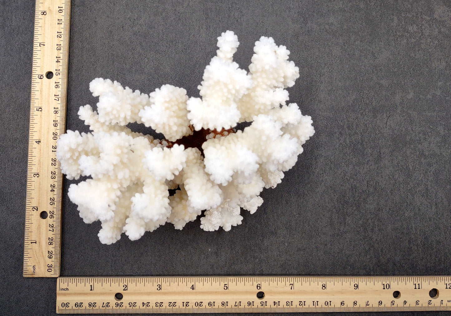 Brownstem White Coral Cluster Pocillopora Verrucosa (1 coral approx. 6.25L x 5H x 5D inches) Coral for coastal collections & display!