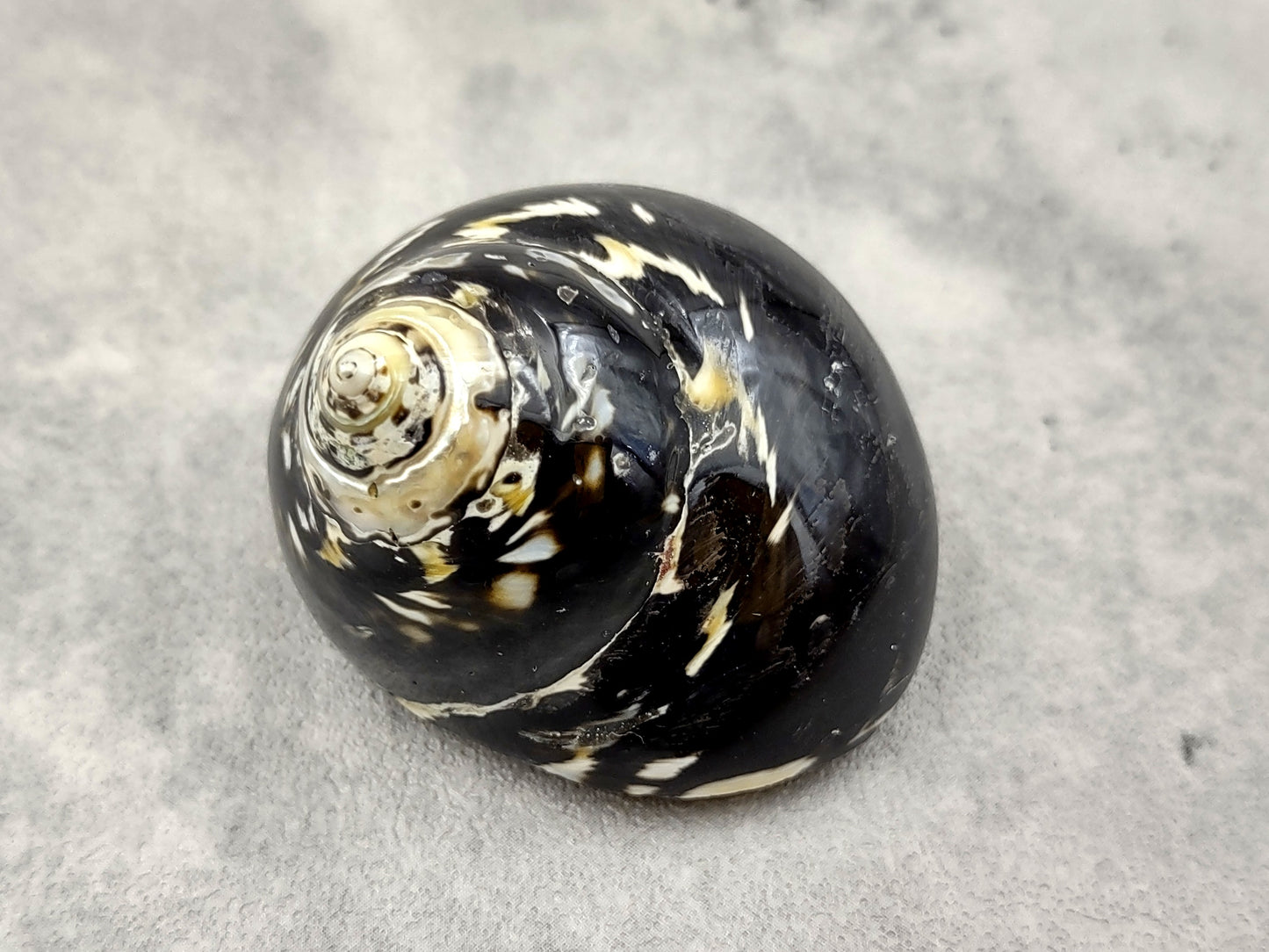West Indian Top Polished Seashell or Magpie Striped Shell Cittarium Pica (1 shell approx. 2+ inches) Natural Sea Shell for Arts & Crafts!