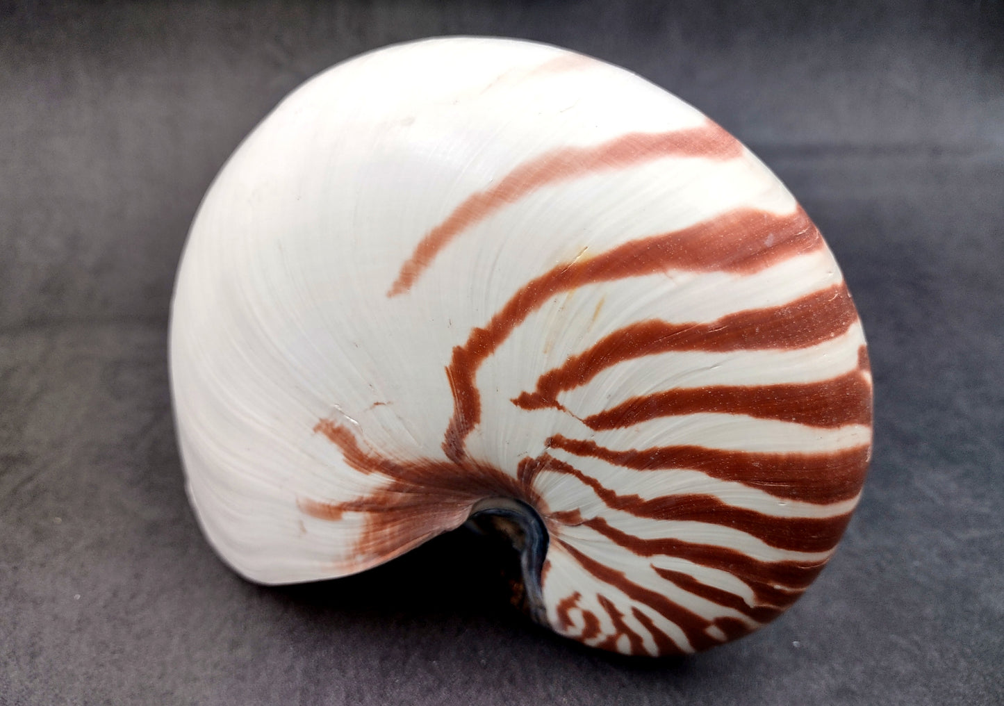 Natural Nautilus Seashell (6-7") - Nautilus Pompilius