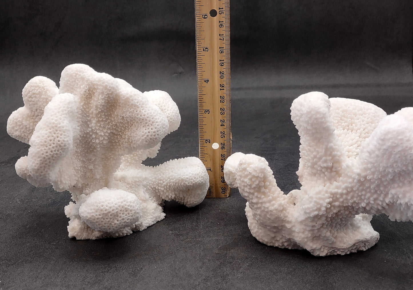 White Catspaw Coral Cluster Pocillopora Palifera (1 coral approx. 5-6+ inches) Great for ocean decor art projects & collecting!