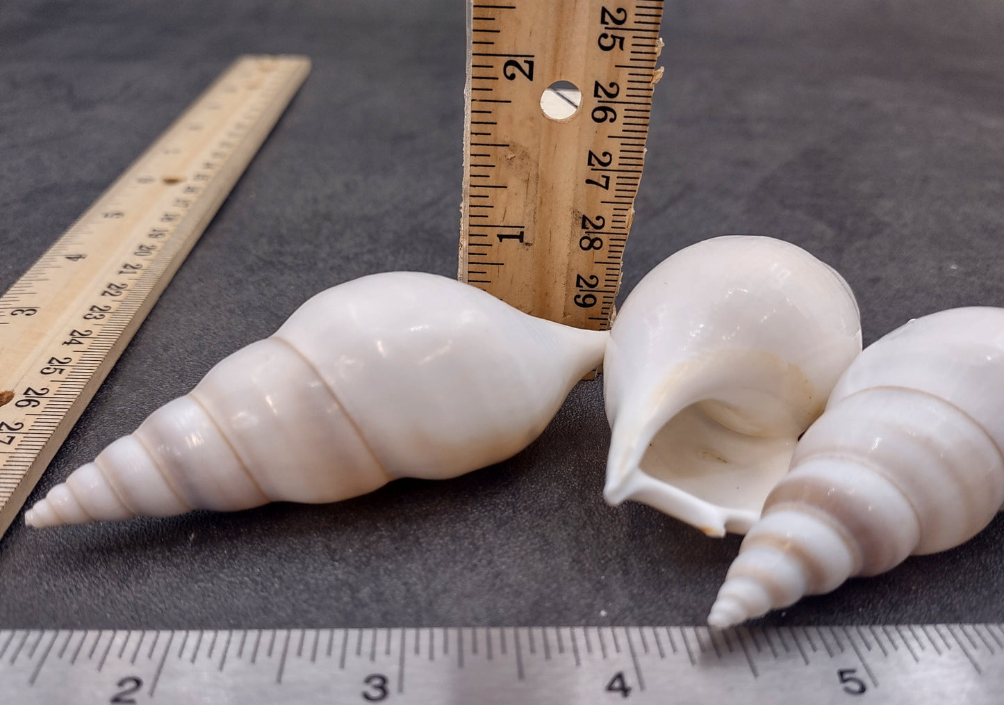 Delicate Tibia Shell - Tibia Delicatula - (3 shells approx. 3-4 inches). Three white and tan shaded spiral shells with a small opening at the end. Copyright 2022 SeaShellSupply.com.