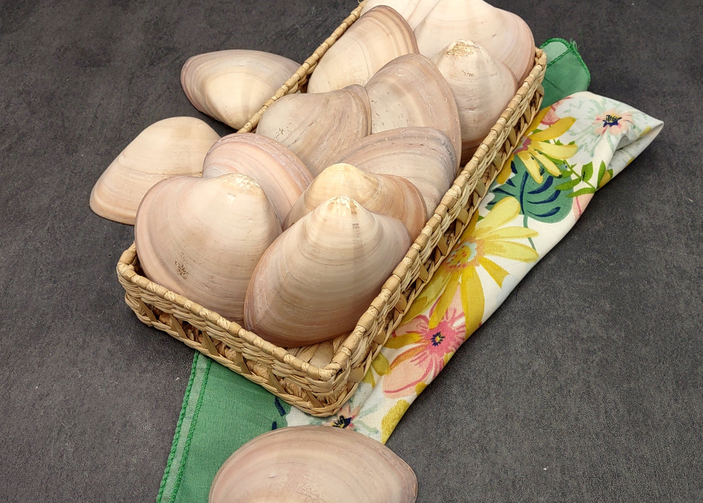 Mocha Clam Seashells Megapitaria Squalida (3 shells approx. 3+ inches) Clam shell great for display collecting & coastal crafting!
