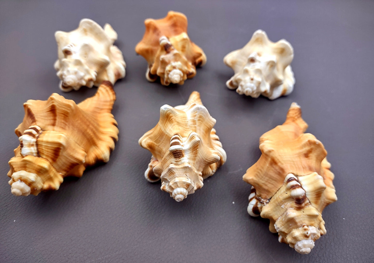 Perry's Triton Seashell Cymatium Peryii (1 shell approx. 3+ inches) Special shells for coastal crafting decor & collections!
